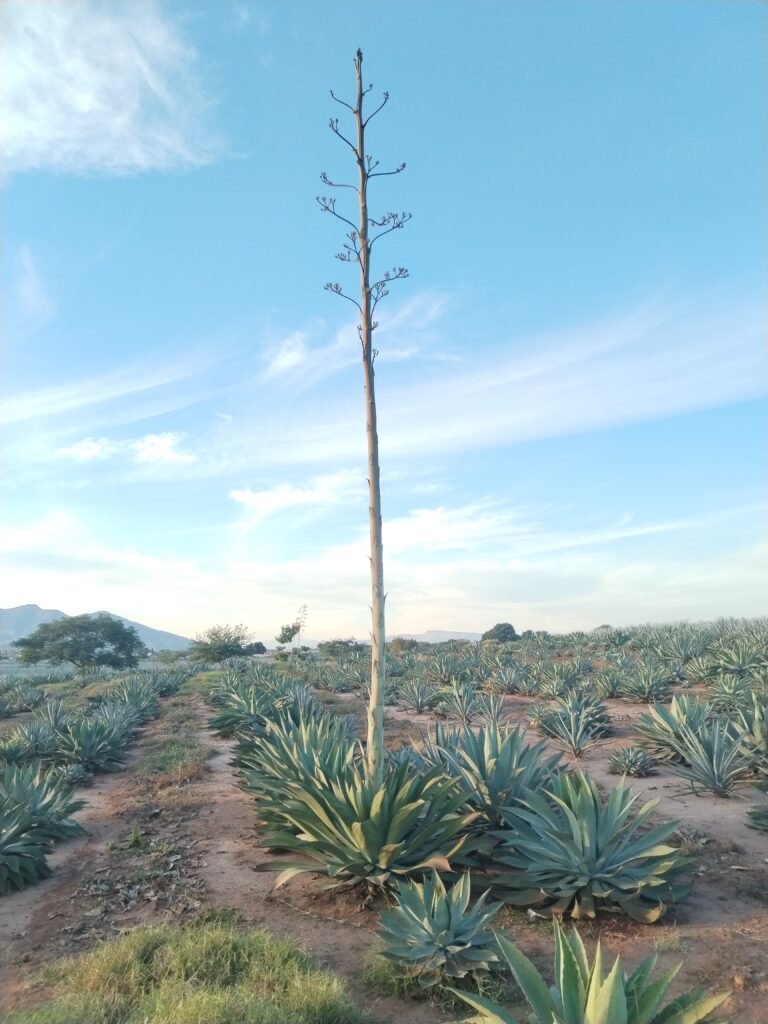 Agave Maximiliana quiotado